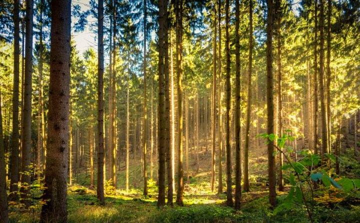 如果環境氣候破壞事件持續的增加，那么這些外部因素將導致對顆粒燃料的更高需求