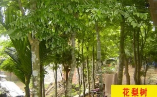 紅花梨下腳料千萬別再丟了，都是寶啊