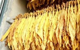 木屑顆粒燃料烘烤煙葉可以嗎？